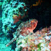 Picture taken during the dive