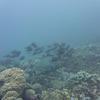 Picture taken during the dive