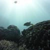 Picture taken during the dive