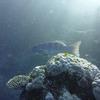 Picture taken during the dive