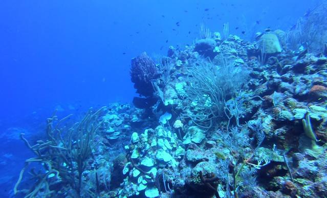 Frenchie's Diving Services - Dive Center in Belize