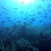 Picture taken during the dive