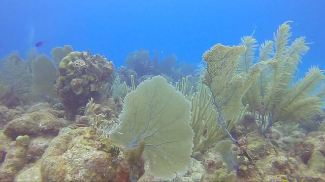 Diving in Mexico, Mahahual - By Marco