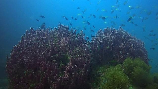 Chaloklum Diving - Dive Center in Thailand