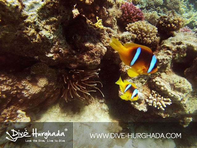 Dive Hurghada - Dive Center in Egypt