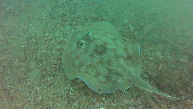 SDA-Swiss Divers Association - Dive Center in Mexico