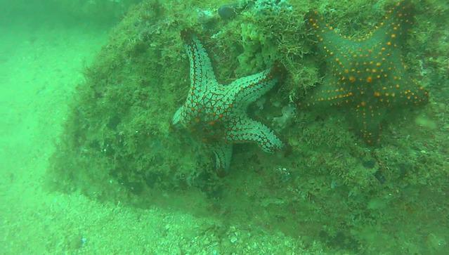 SDA-Swiss Divers Association - Dive Center in Mexico