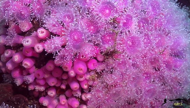 Pisces Divers - Dive Center in South Africa