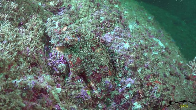 Acapulco Scuba Center - Dive Center in Mexico