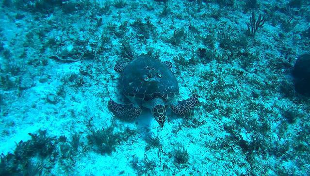Pepe Dive Center - Dive Center in Mexico