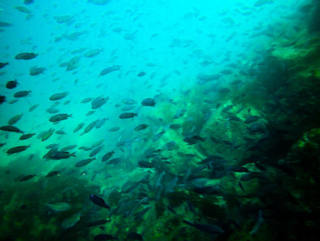Sundiver International - Dive Center in United States