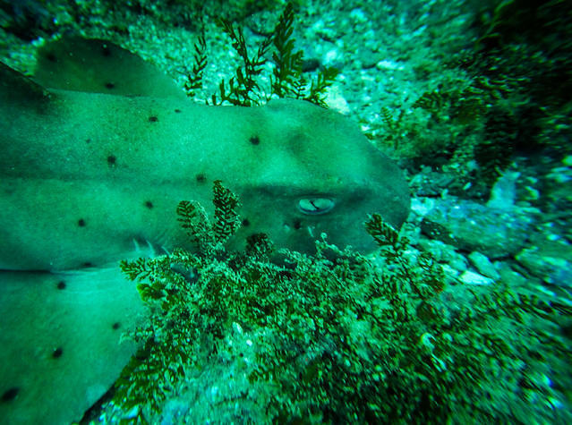 Eco Dive Center - Dive Center in United States