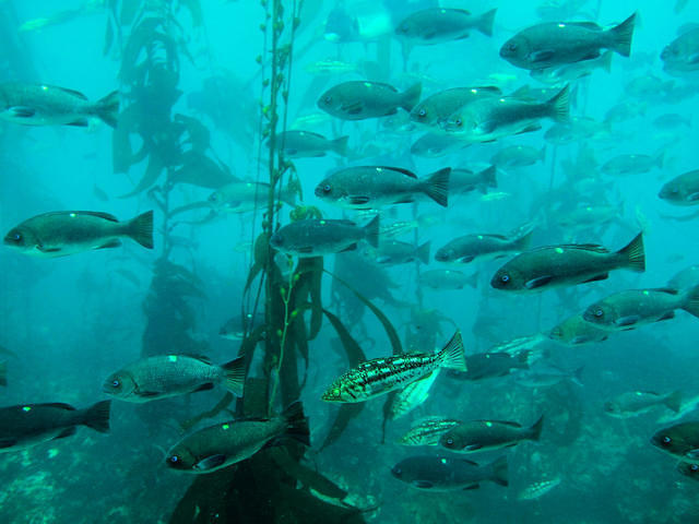 Raptor Dive - Dive Center in United States