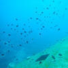 Picture taken during the dive