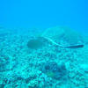 Picture taken during the dive