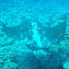Picture taken during the dive