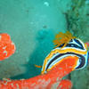 Picture taken during the dive