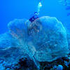 Picture taken during the dive