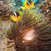 Picture taken during the dive