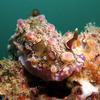 Picture taken during the dive