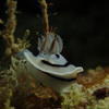 Picture taken during the dive