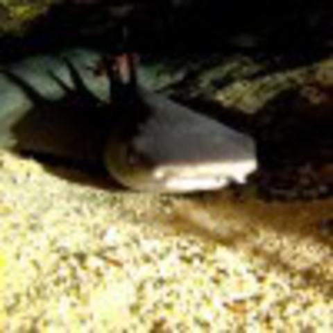 Maui Dive Shop - Dive Center in United States