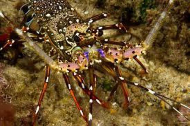 Diving in Mauritius, Sugar Beach Resort, Flic en Flac - By Bernard Delouye