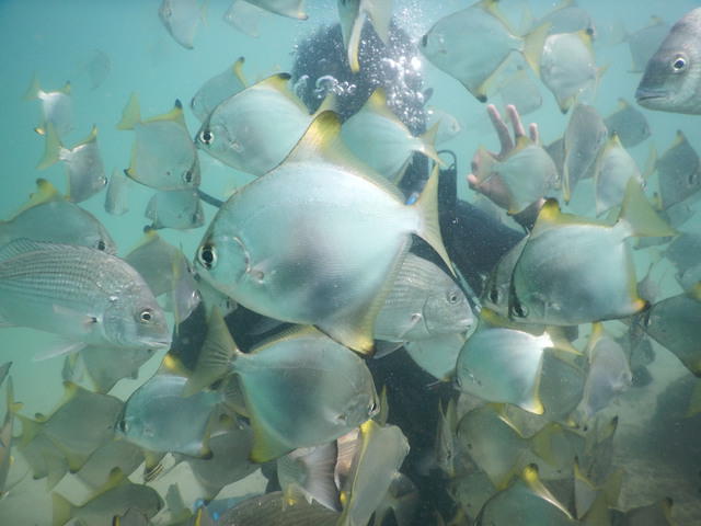 Queensland Scuba Diving Co - Dive Center in Australia
