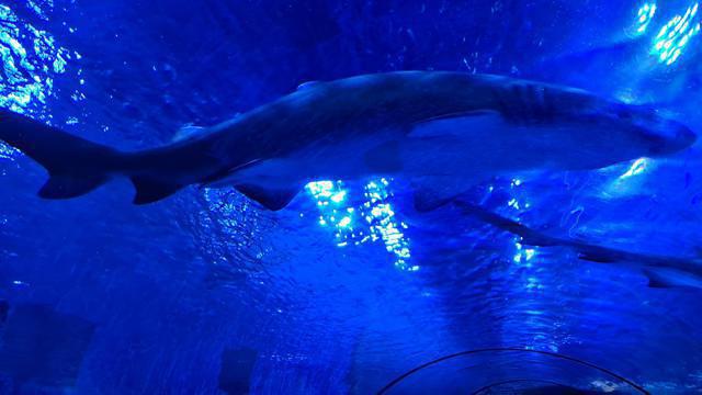 Diving in United Arab Emirates, The National Aquarium, Abu Dhabi - By Omar Saleem