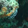Picture taken during the dive