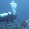 Picture taken during the dive