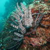 Picture taken during the dive