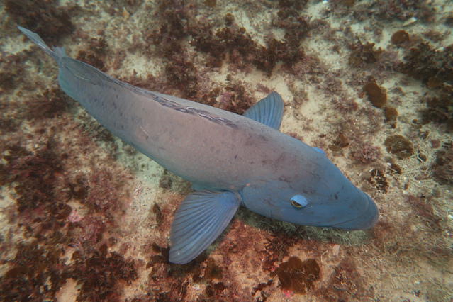 Indepth Scuba - Dive Center in Australia