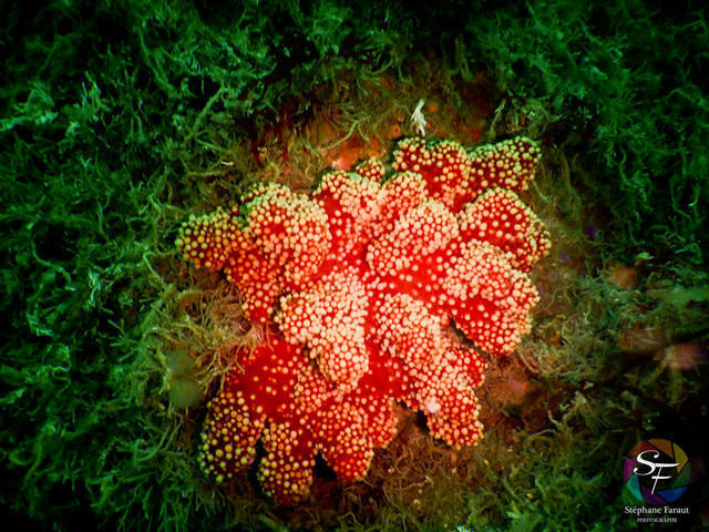 Plougasnou Plongée - Dive Center in France