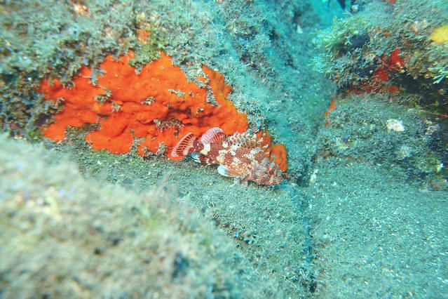 Diving in La Restinga, Spain - By Duncan Megens