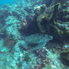 Picture taken during the dive