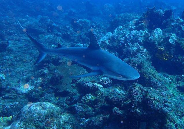 St. Croix Ultimate Bluewater Adventures - Dive Center in US Virgin Islands