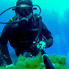Picture taken during the dive