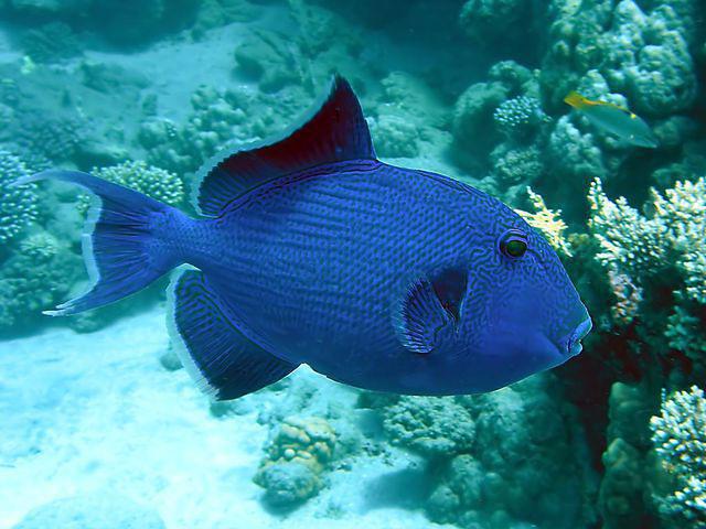 Blue Ocean Dive - Dive Center