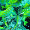 Picture taken during the dive