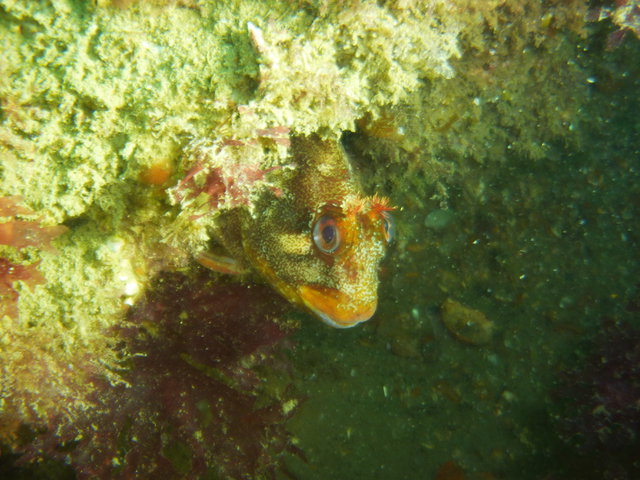 Made In Blue - Dive Center in 法国