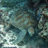 Picture taken during the dive