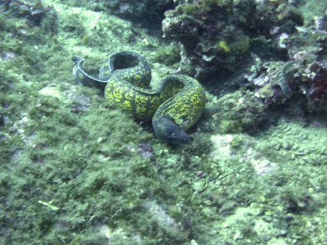 Olivier Espinasse-La Cigale - Dive Center in France
