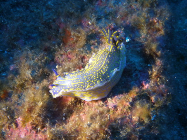 Diving in Campo nell'Elba, Italy - By Pascal