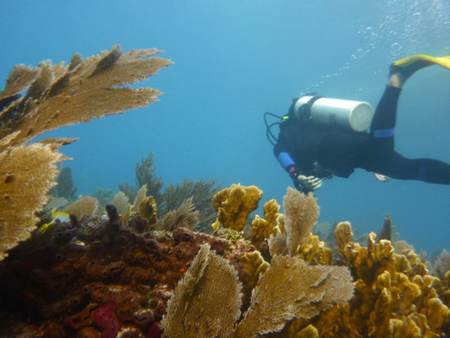 South Beach Dive & Surf - Dive Center in United States
