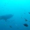 Picture taken during the dive