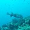 Picture taken during the dive
