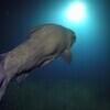 Picture taken during the dive