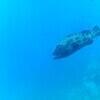 Picture taken during the dive