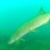 Picture taken during the dive